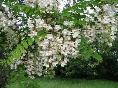Robinia pseudoacacia